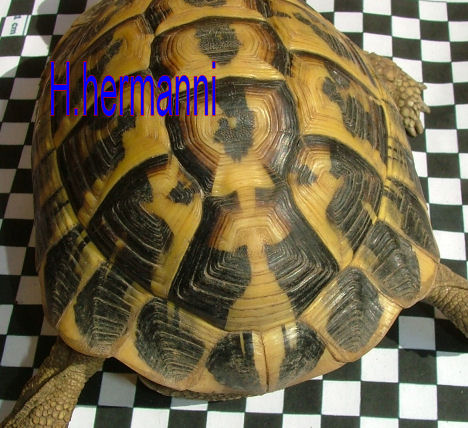 Testudo hermanni a Macchiagrande